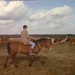 Cattle Round Up (1963)