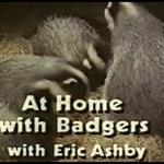 At Home With Badgers (1978)