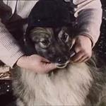 Goggle Dog  (1963)