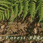 New Forest Adders (2005) Narrated by Bill Oddie