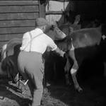 Ponies By Auction (1964)