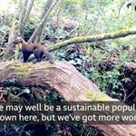 Pine Marten Population in the New Forest, Video Evidence (2021)