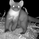 Pine Marten 'Kits' in the New Forest (2022)