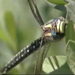 Finn's Country: New Forest Dragonflies (2010)