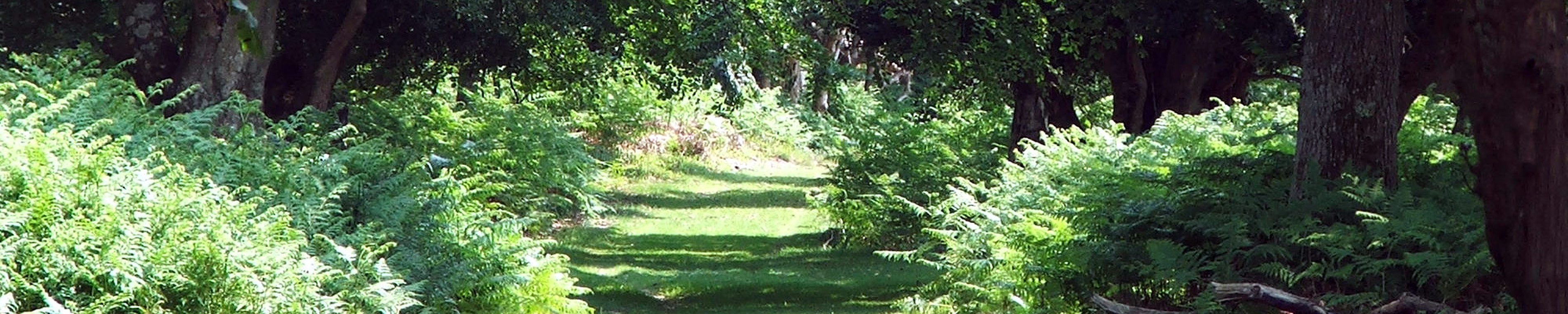 New Forest Pathway